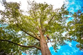How Our Tree Care Process Works  in  Loretto, PA