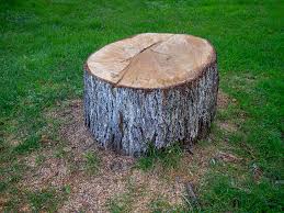 Best Tree Cabling and Bracing  in Loretto, PA