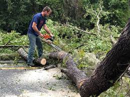 Best Tree Removal  in Loretto, PA