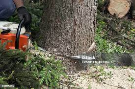 Best Firewood Processing and Delivery  in Loretto, PA