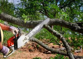 Best Commercial Tree Services  in Loretto, PA