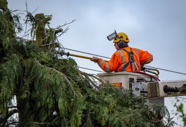 Best Storm Damage Tree Cleanup  in Loretto, PA