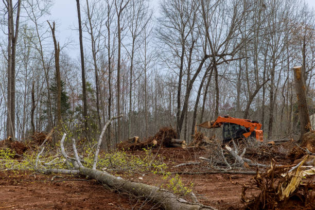 Best Tree and Shrub Care  in Loretto, PA