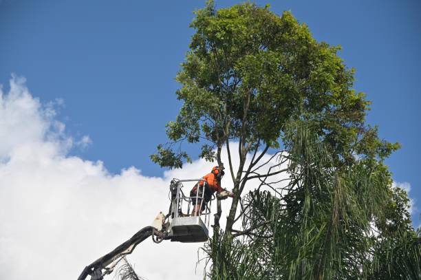 Lawn Watering Services in Loretto, PA