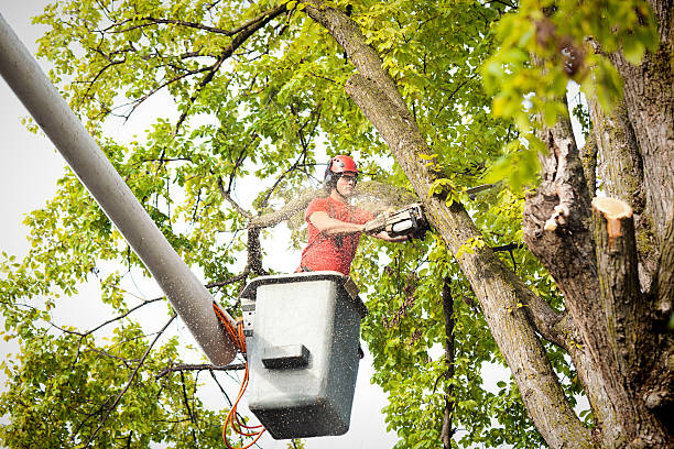 Best Tree Preservation Services  in Loretto, PA