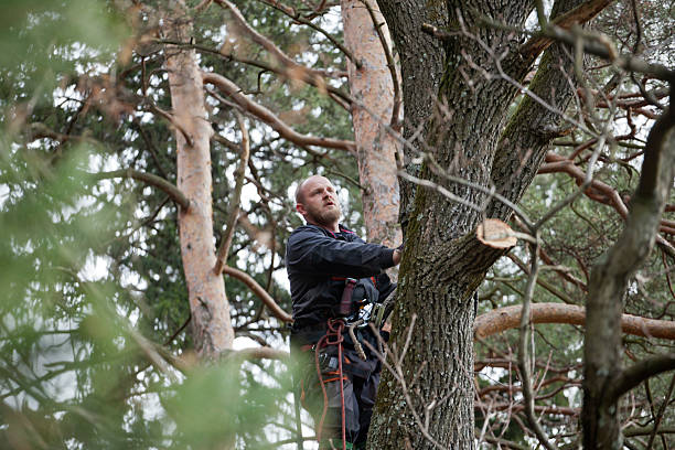 Loretto, PA Tree Care Company