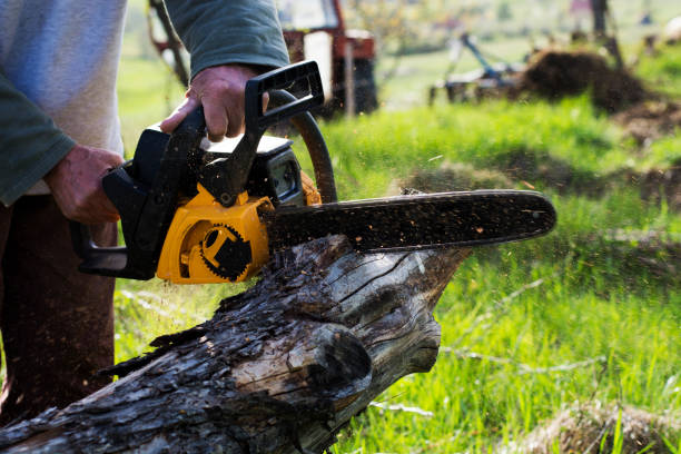 Best Pest Control for Lawns  in Loretto, PA