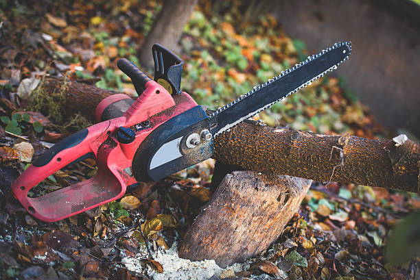 Best Lawn Renovation and Restoration  in Loretto, PA